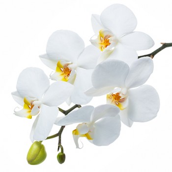 Стол обеденный Танго белый/Орхидея в Бородино - borodino.mebel54.com | фото